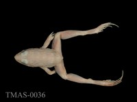 藏品(澤蛙)的圖片